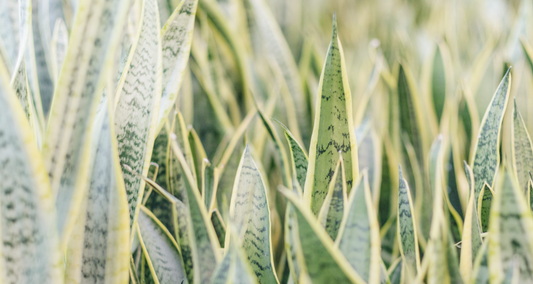 Low-Maintenance House Plants