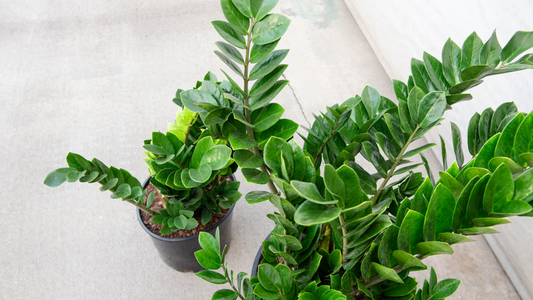 Low-Maintenance Houseplants Part 2