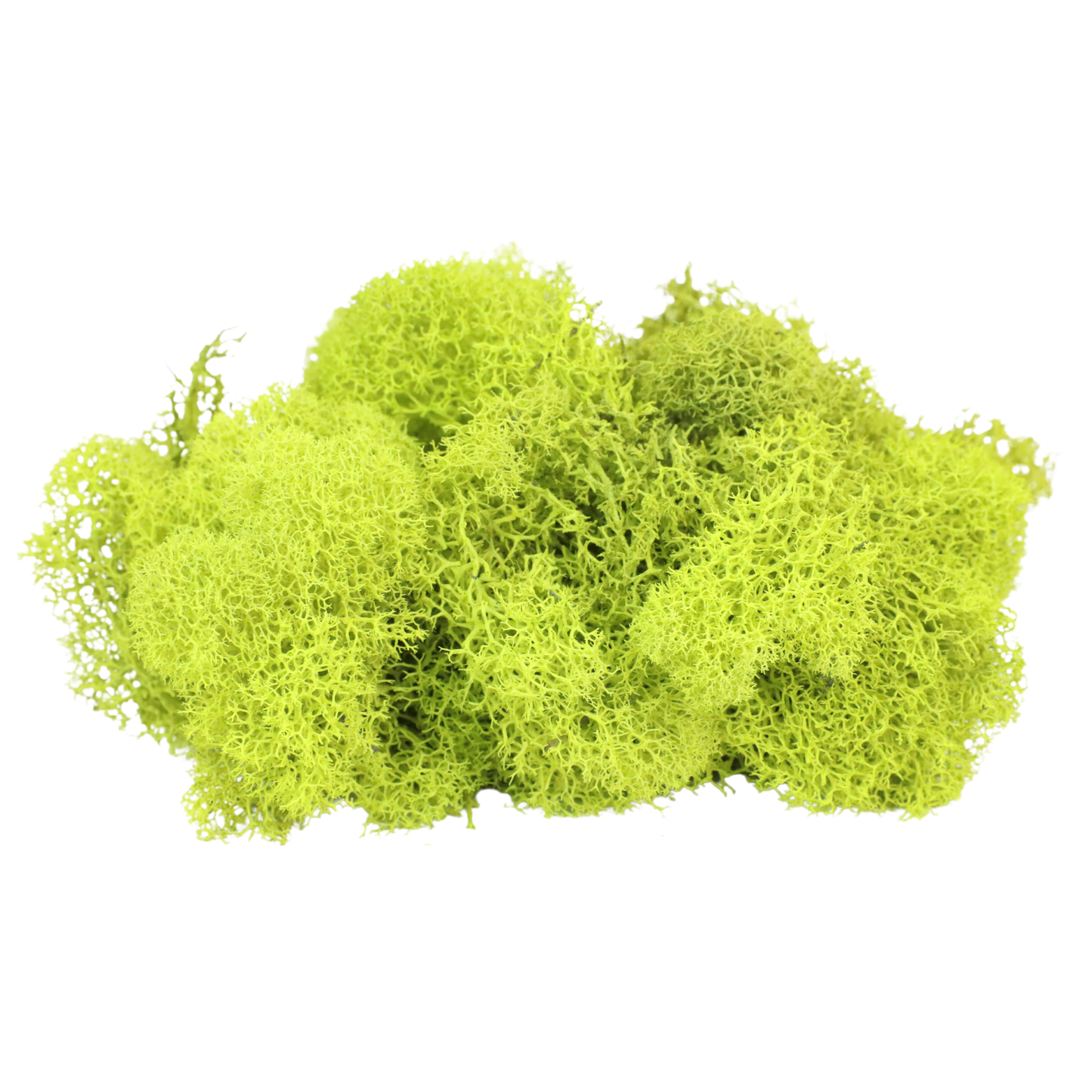 Premium Reindeer Moss - Small Bag: Kiwi