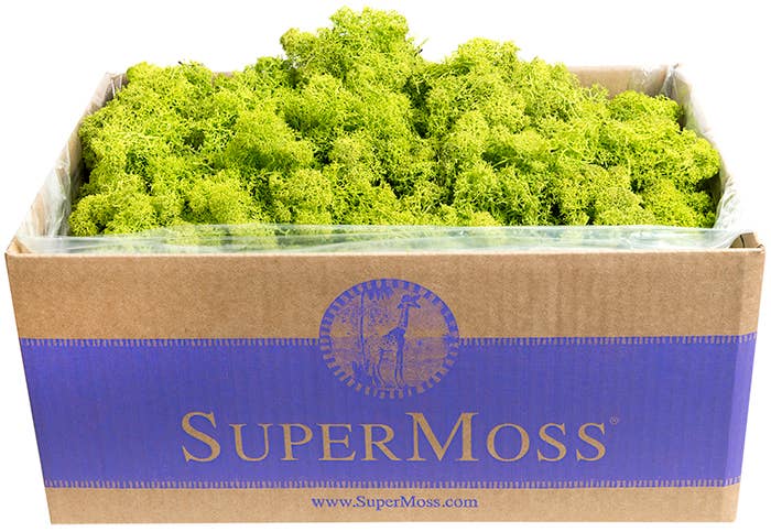 Reindeer Moss Preserved 3lb Bulk Box: Chartreuse