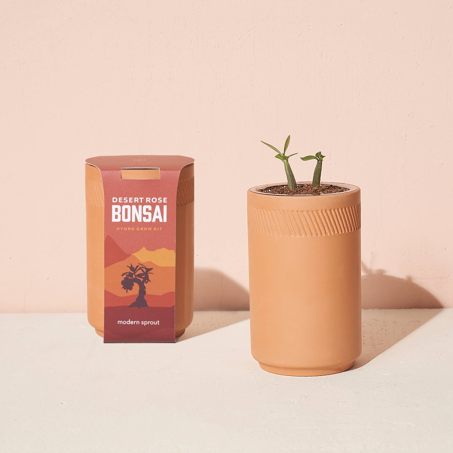 Terracotta Grow Kit: Desert Rose Bonsai
