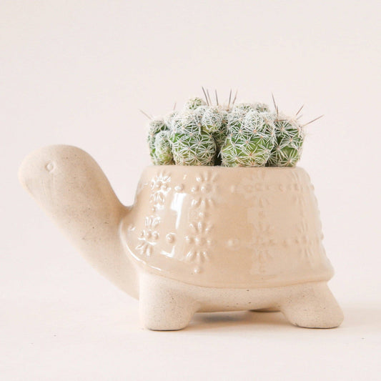 Turtle Planter | Sand : Small