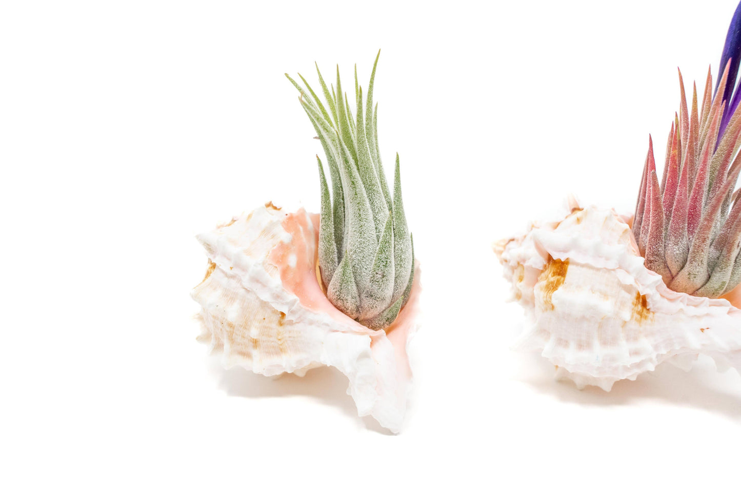 Pink Murex Seashell with Tillandsia Ionantha Air Plants