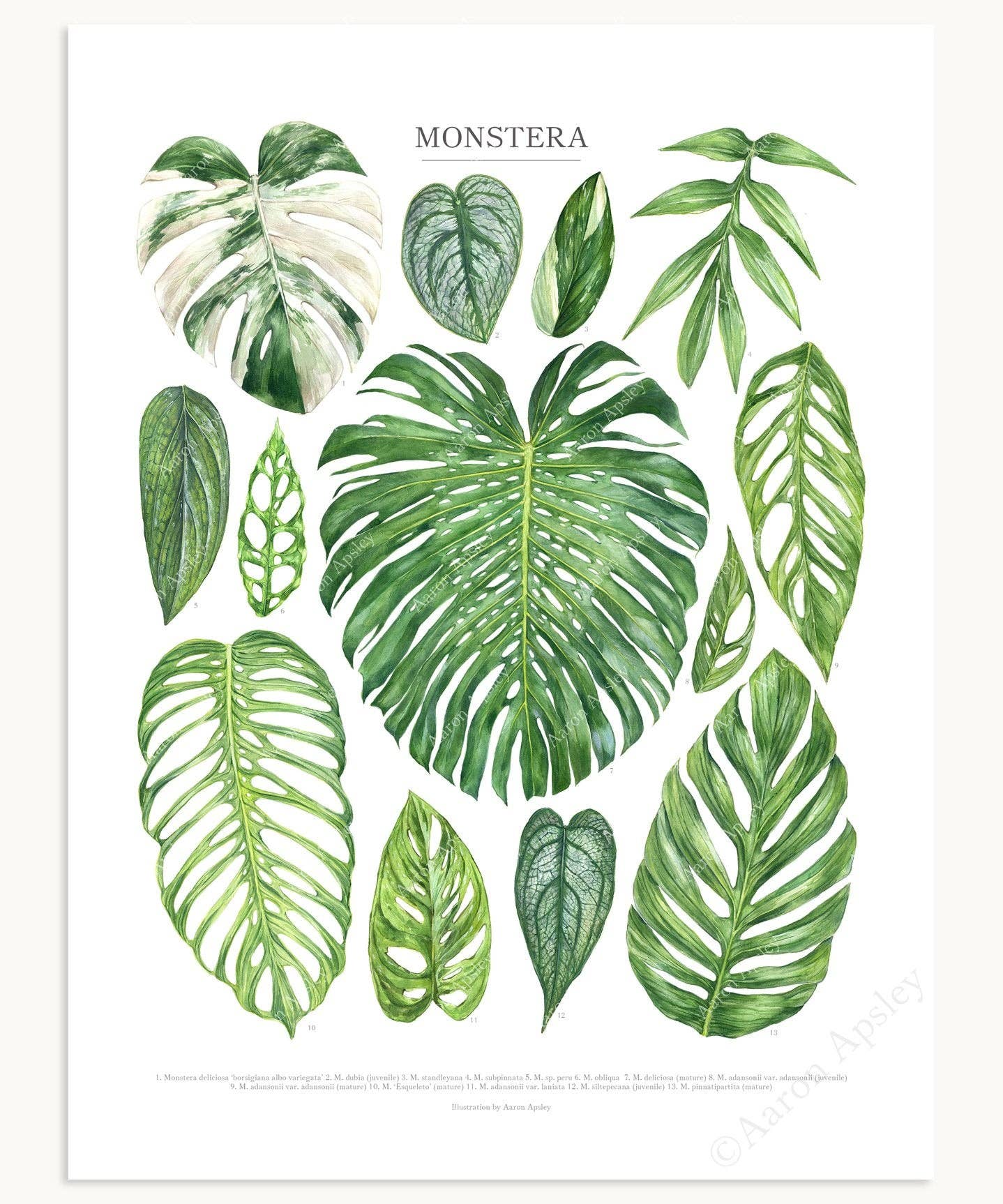 Monstera Species Print: 12"x16"