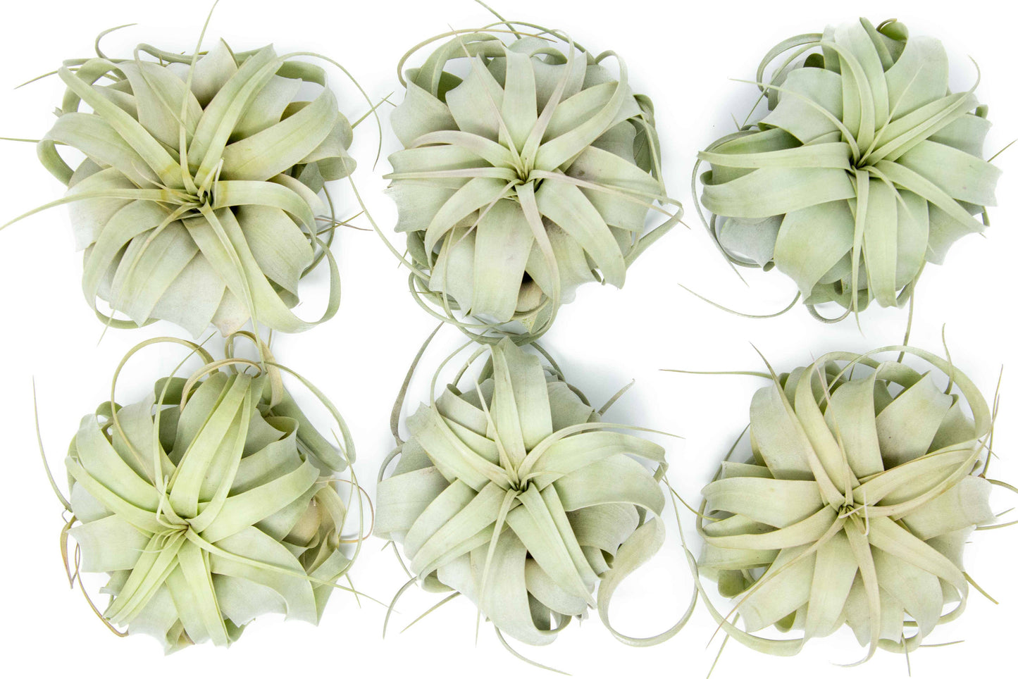 Medium Tillandsia Xerographica Air Plants