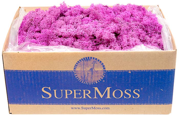 Reindeer Moss Preserved 3lb Bulk Box: Chartreuse