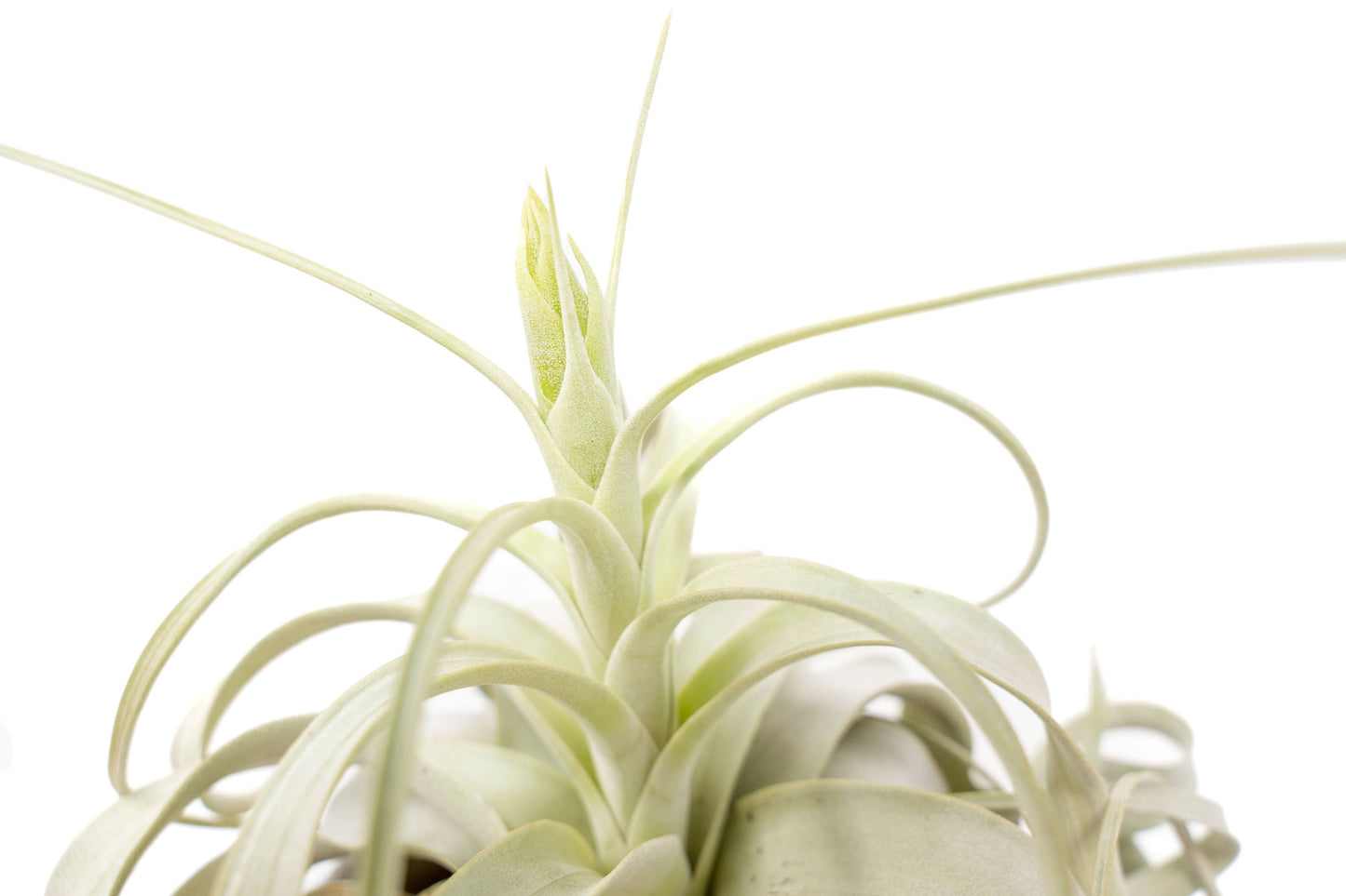 Medium Tillandsia Xerographica Air Plants