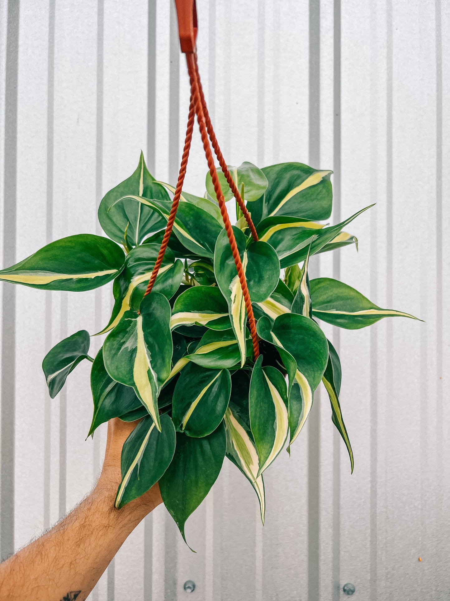 6" Philodendron 'Silver Stripe'