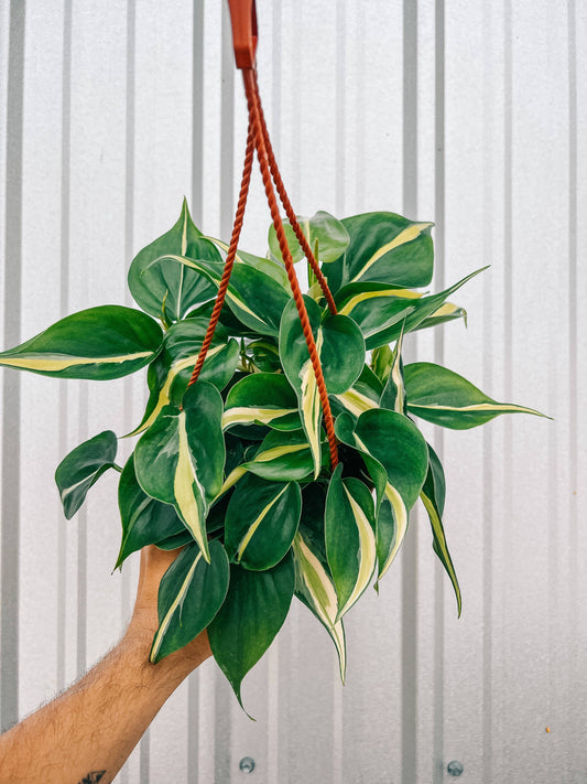 6" Philodendron 'Silver Stripe'
