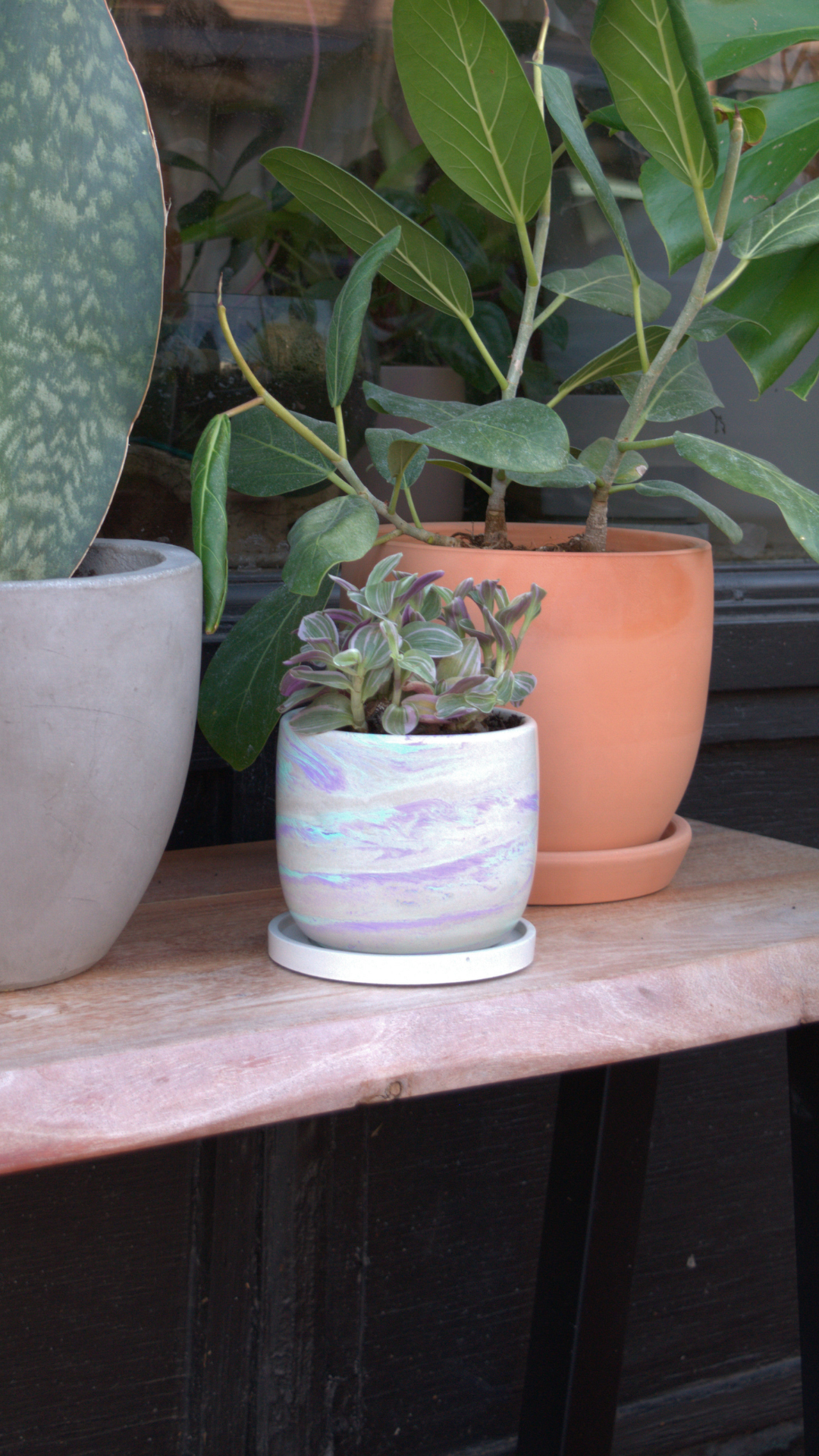 4" Tall Tulip w/Drip Tray