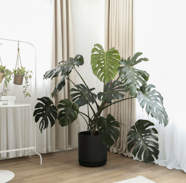 16" | 13" | 12" Black Signature Stone Planter & Saucer: 12" Black Kuro Planter & Saucer
