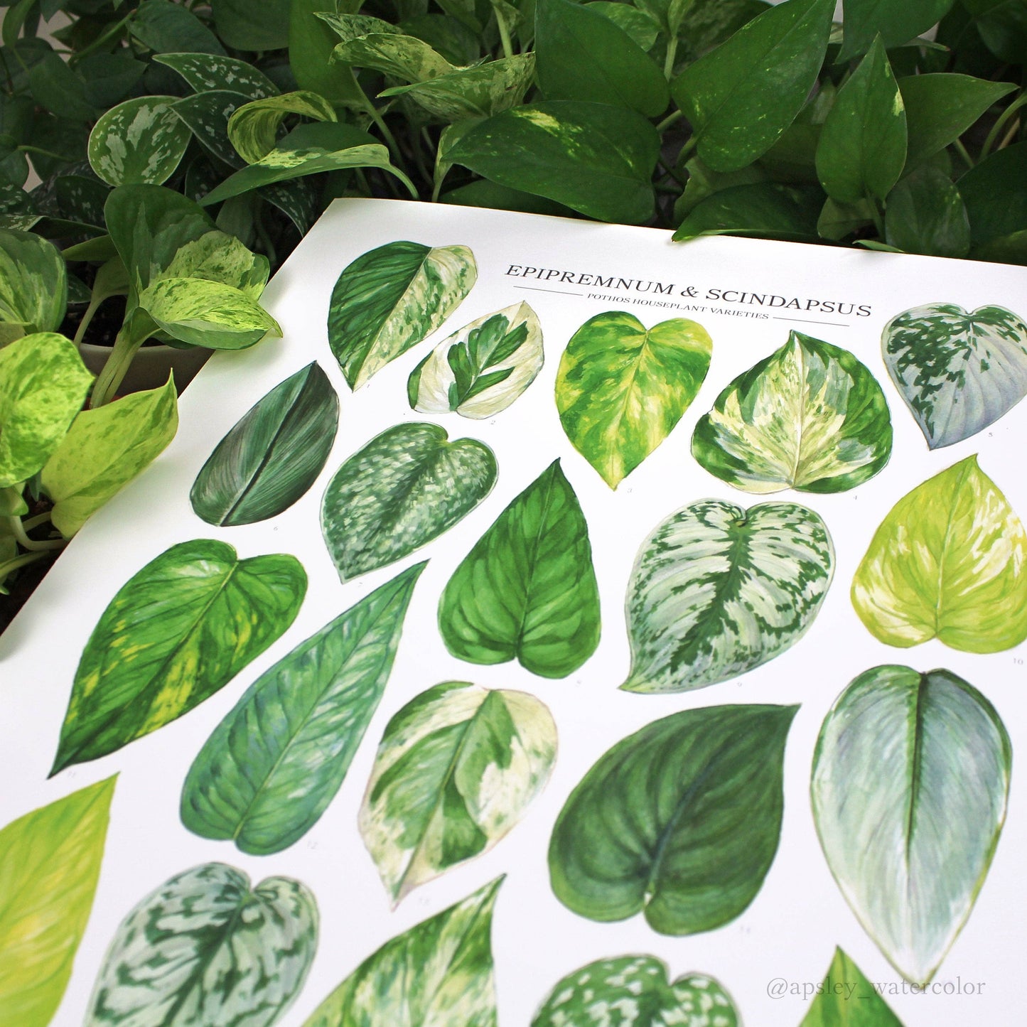 Pothos Print - Epipremnum and Scindapsus varieties: 12"x16"
