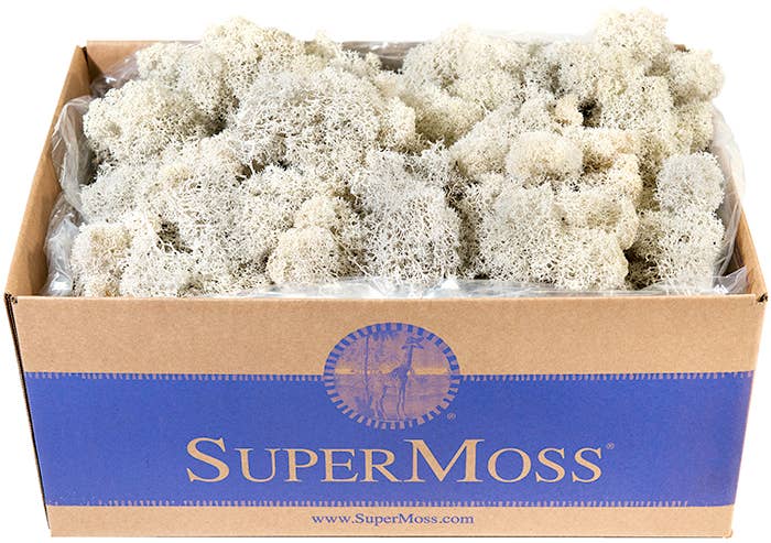 Reindeer Moss Preserved 3lb Bulk Box: Chartreuse