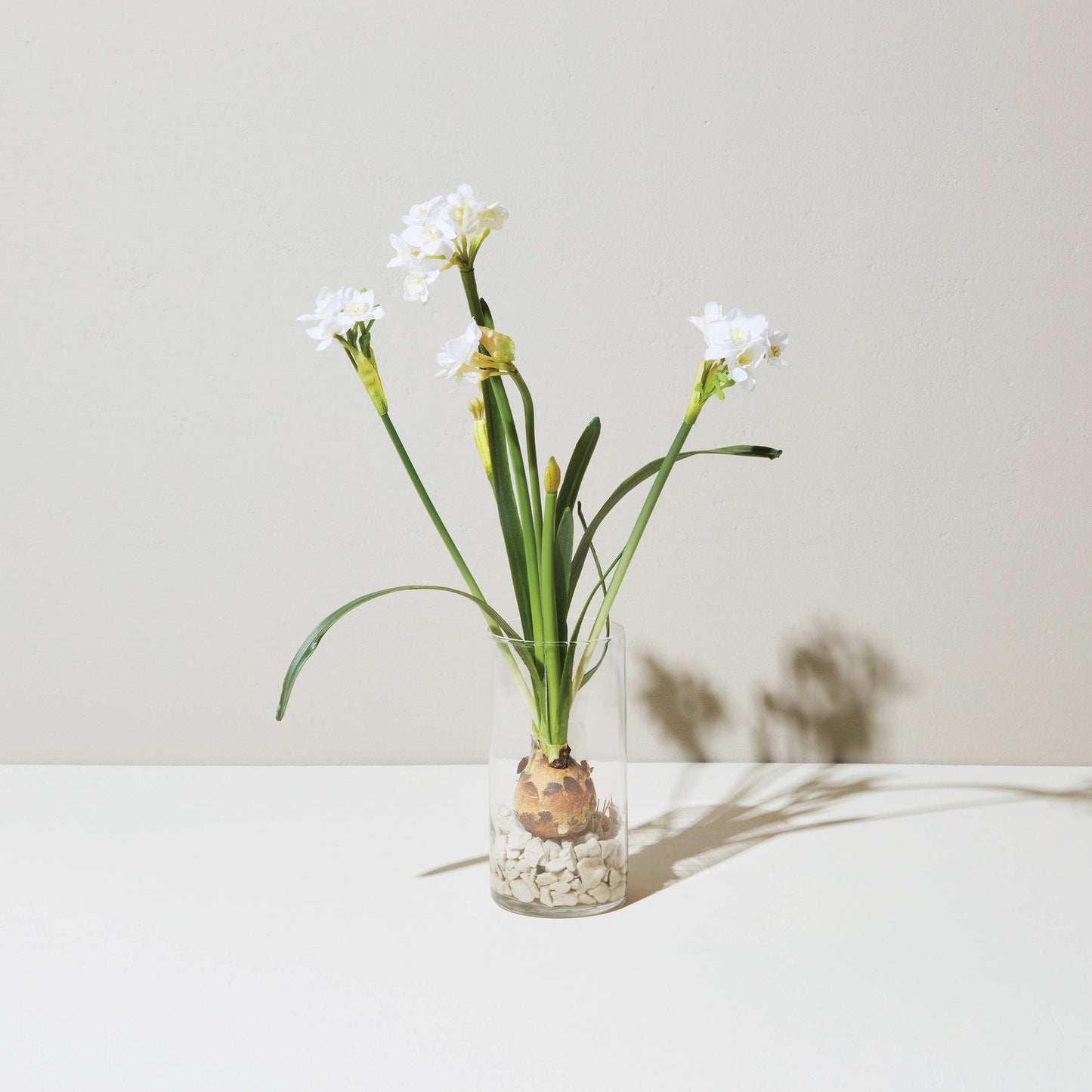 Winter Bulb Kit: Paperwhites