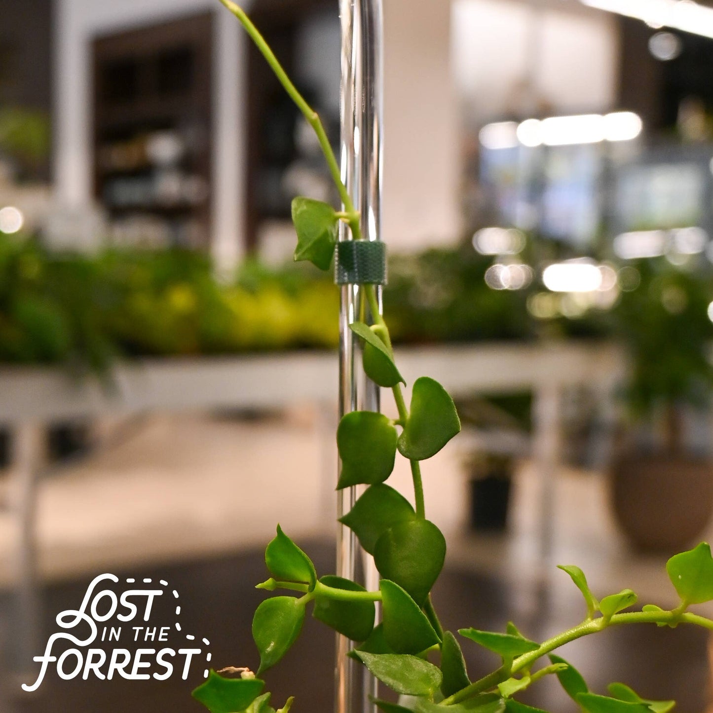 Glassvine Plant Support