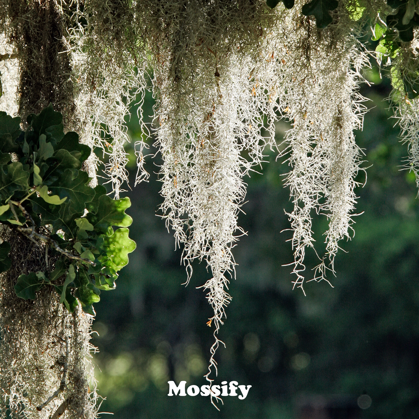 Premium Dried Spanish Moss