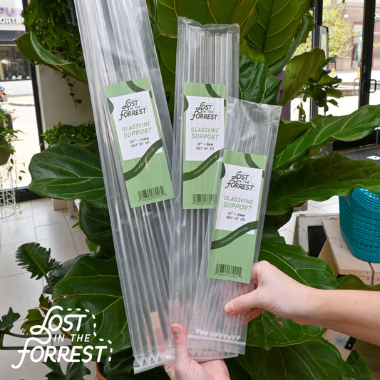 Glassvine Plant Support