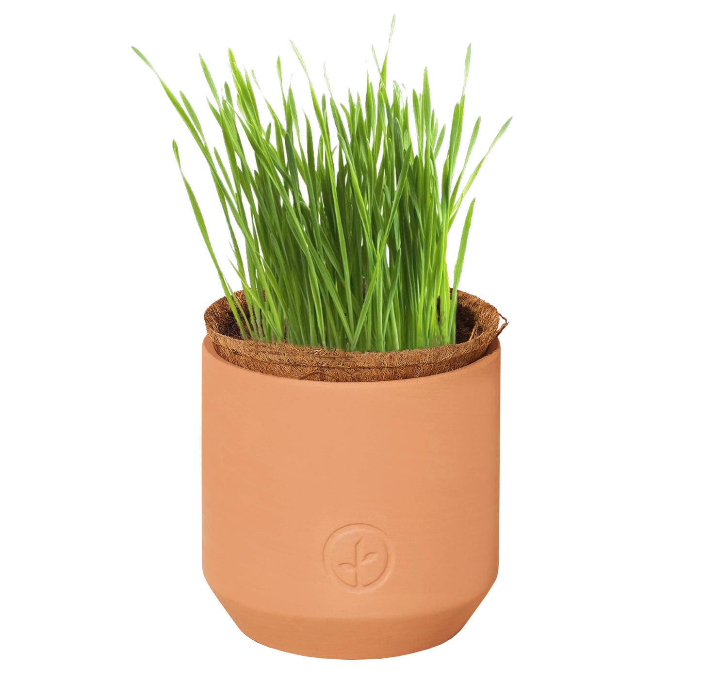 Tiny Terracotta Pet Grow Kits: Good Dog Greens