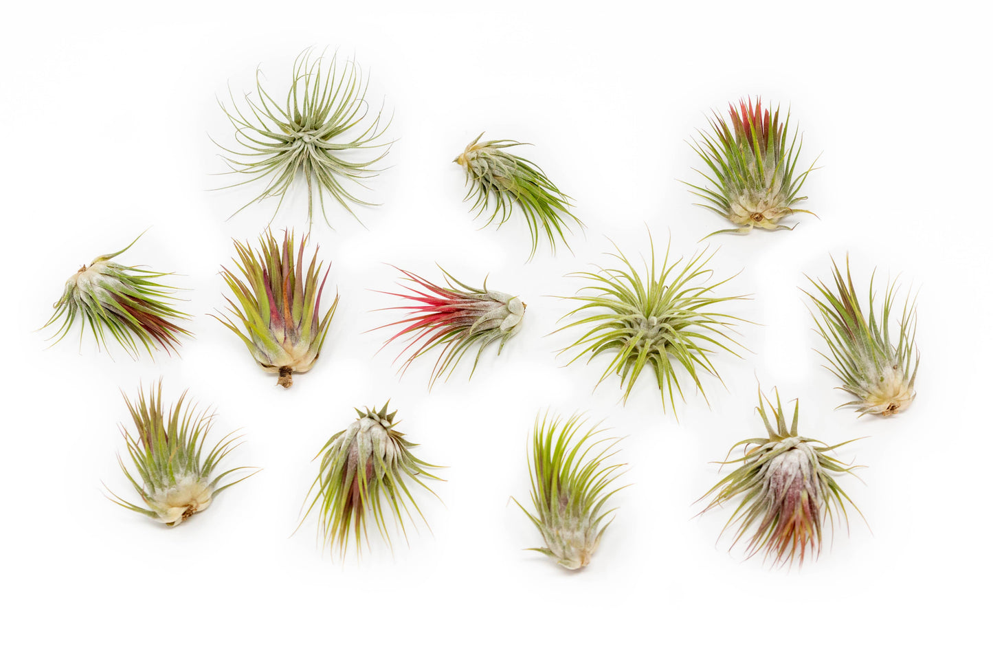 Tillandsia Ionantha Mexican Air Plants