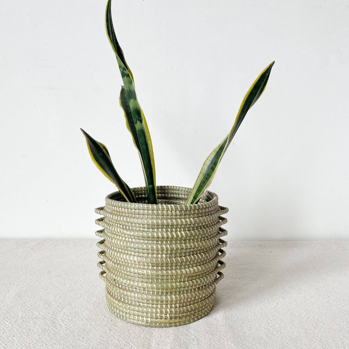 Sweetgrass Plant Basket: Kupanua: Medium