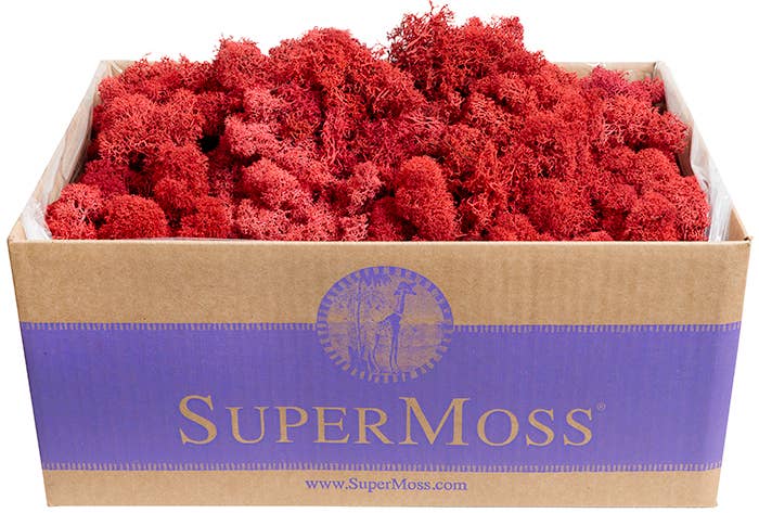 Reindeer Moss Preserved 3lb Bulk Box: Chartreuse