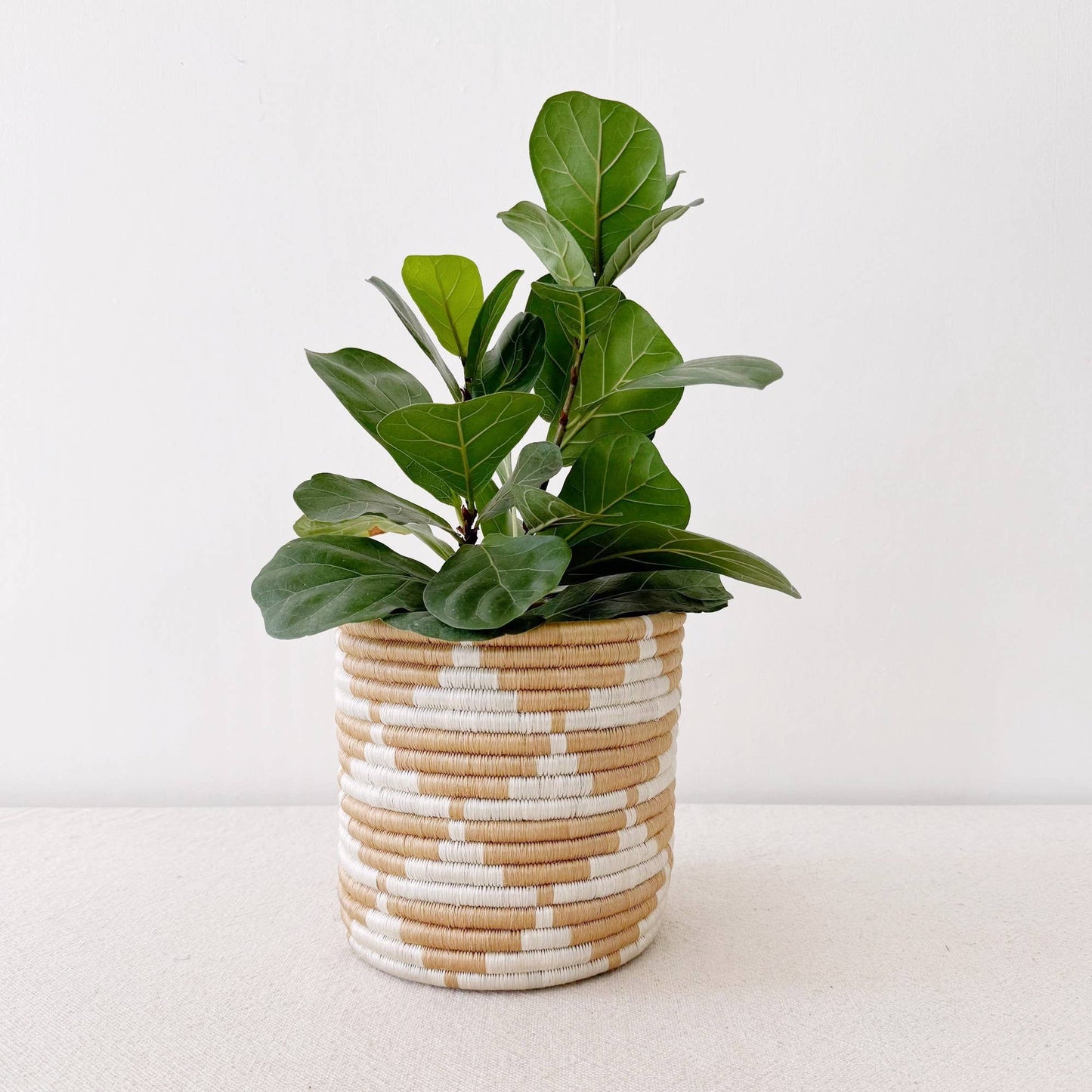 Storage Plant Basket (Set of 3): Zaza
