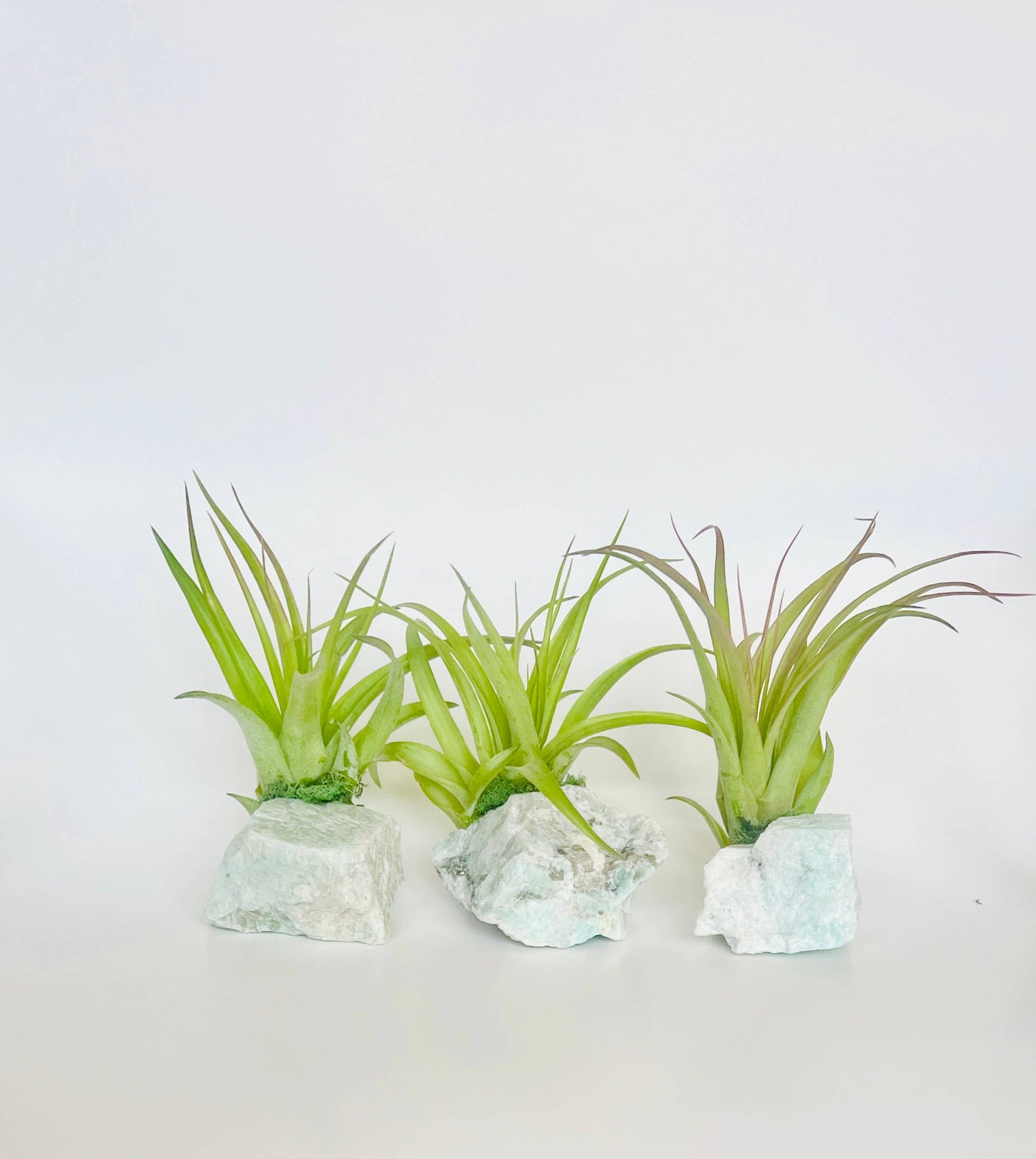 Crystal Air Plants l Air Plant Holder l Crystal Gift: Amazonite