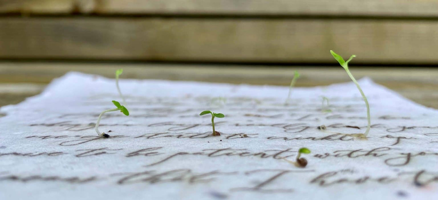 Plantable Seed Card || Zero Waste || Supports Women MVW70