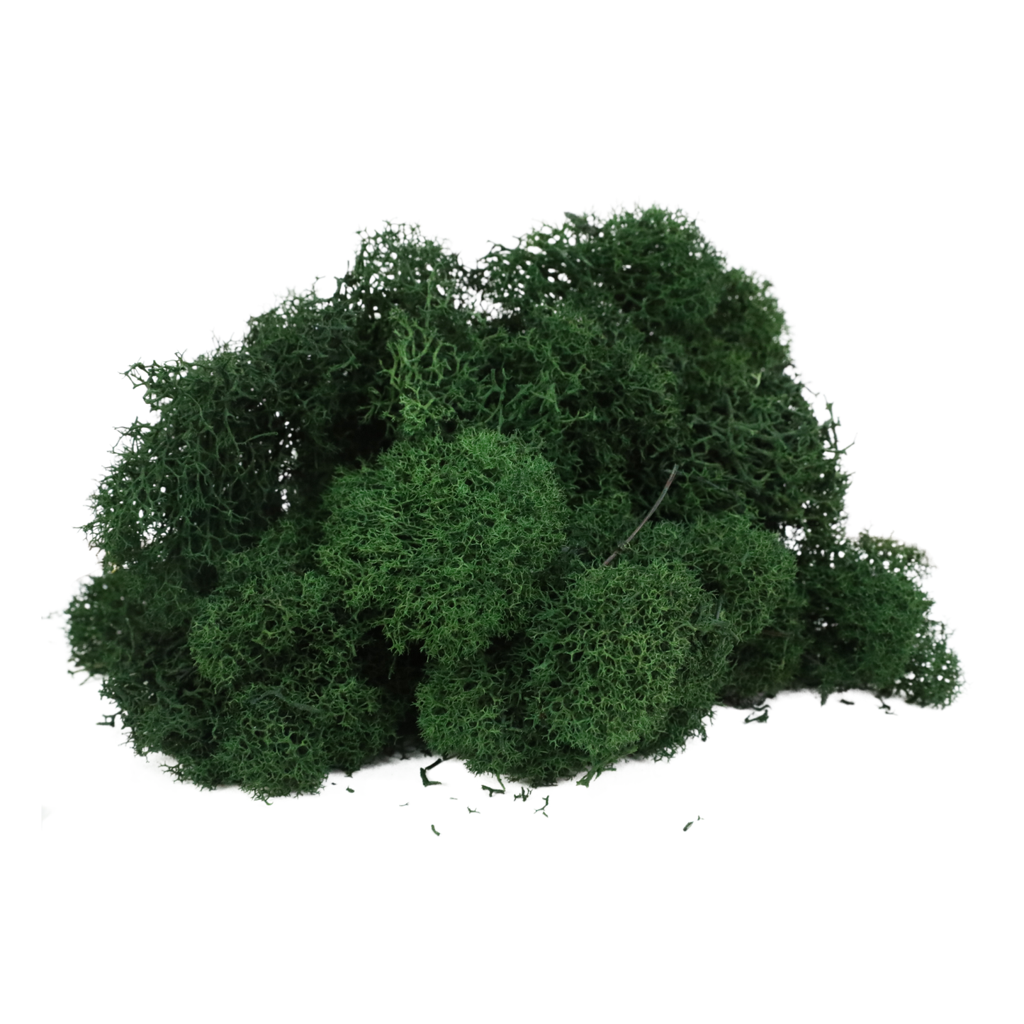 Premium Reindeer Moss - Small Bag: Kiwi