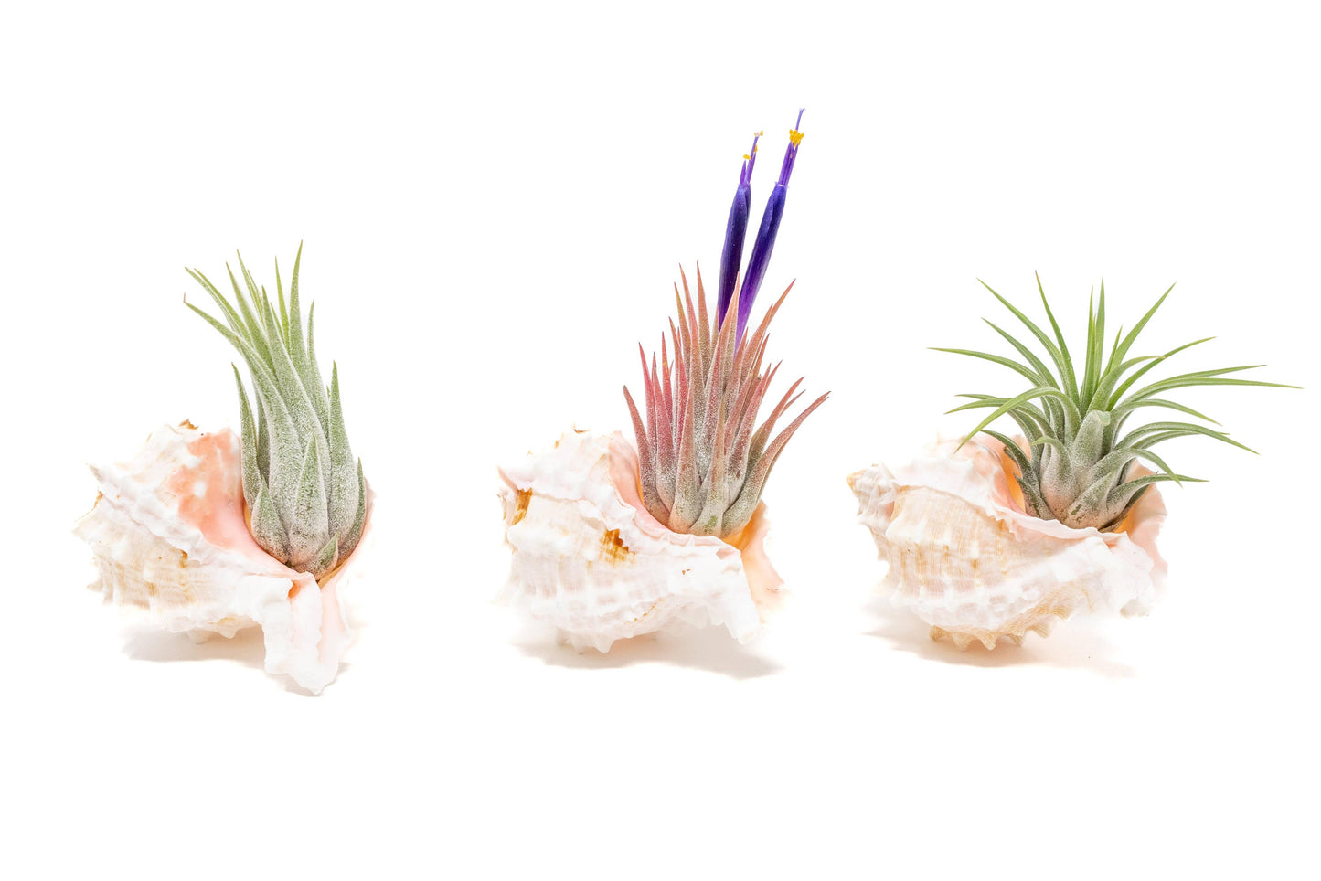 Pink Murex Seashell with Tillandsia Ionantha Air Plants