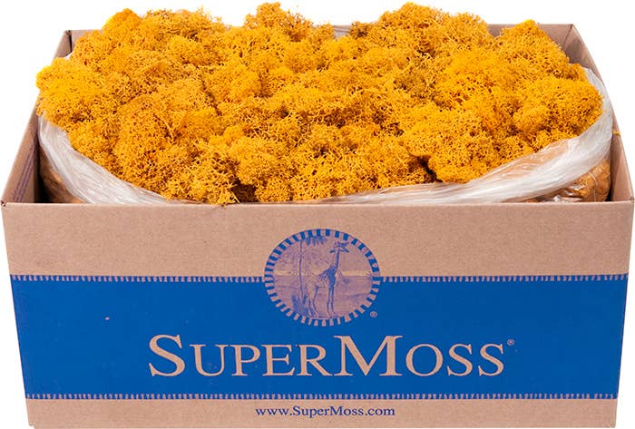 Reindeer Moss Preserved 3lb Bulk Box: Chartreuse