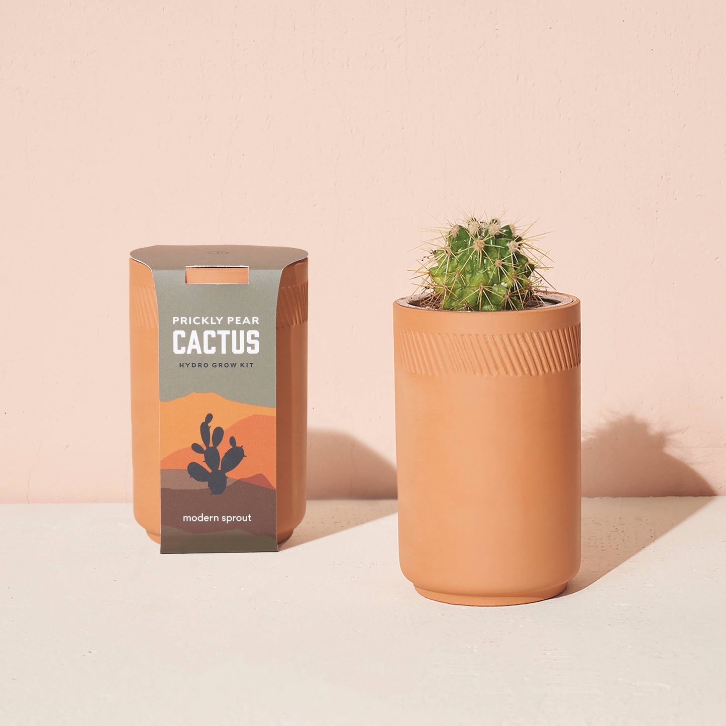 Terracotta Grow Kit: Desert Rose Bonsai