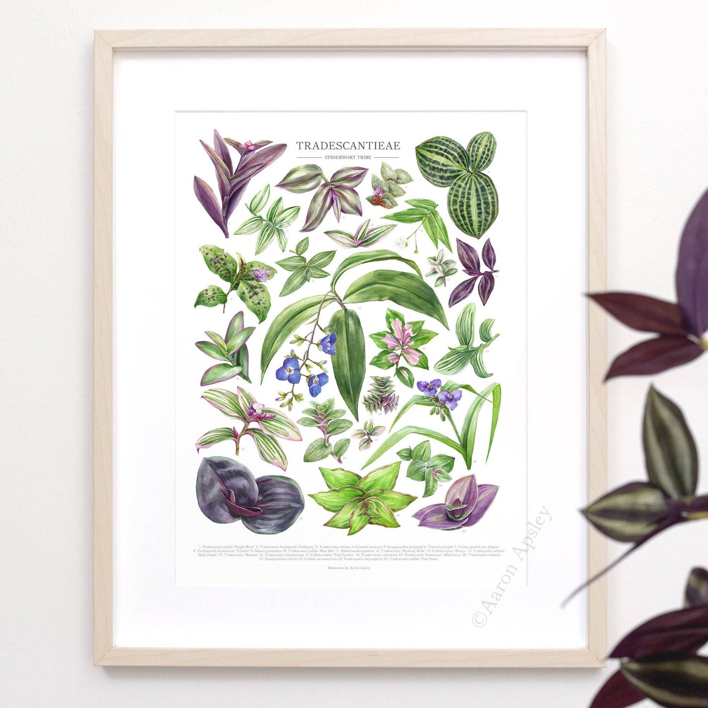 Tradescantieae Species Print: 12"x16"