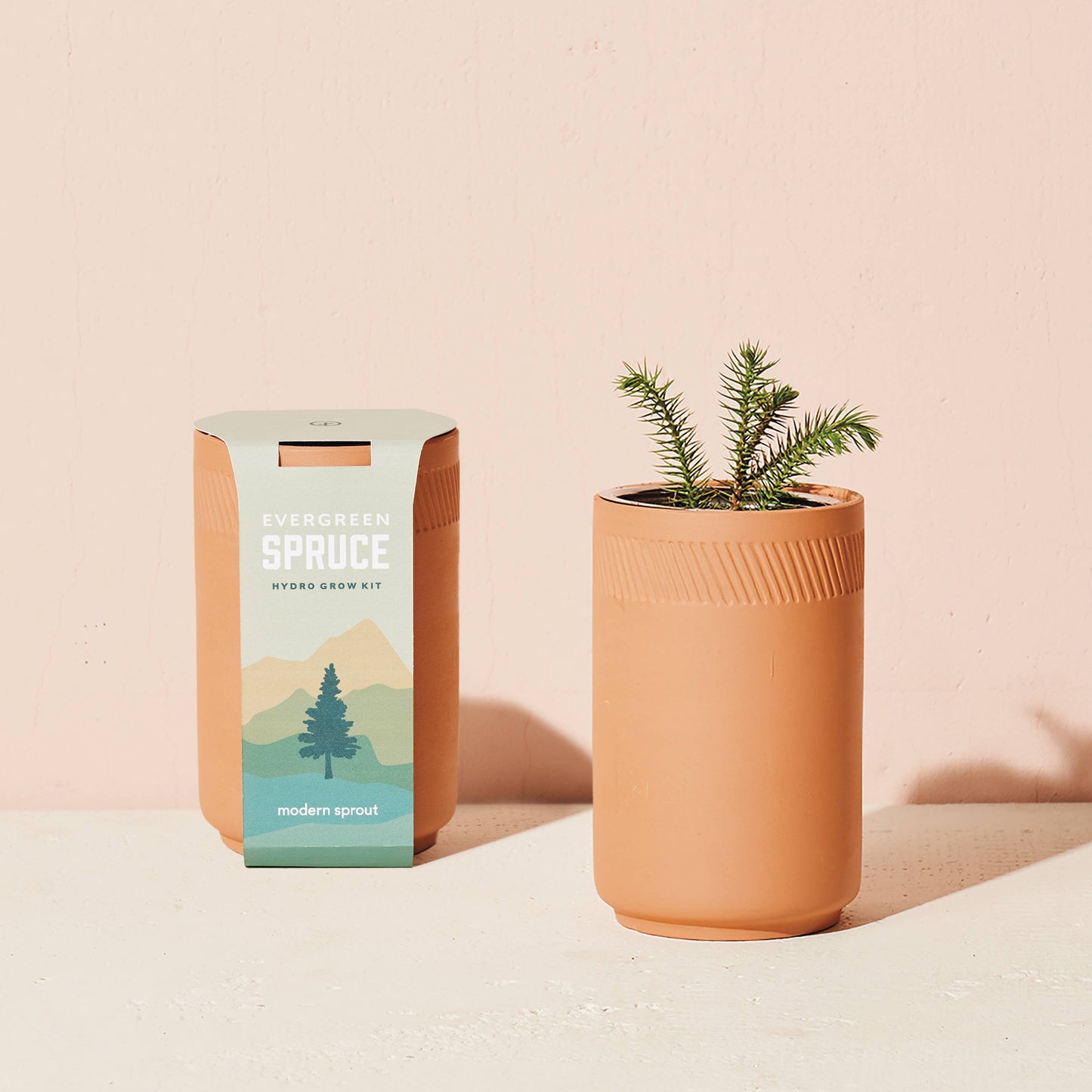 Terracotta Grow Kit: Desert Rose Bonsai