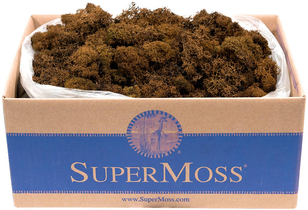 Reindeer Moss Preserved 3lb Bulk Box: Chartreuse