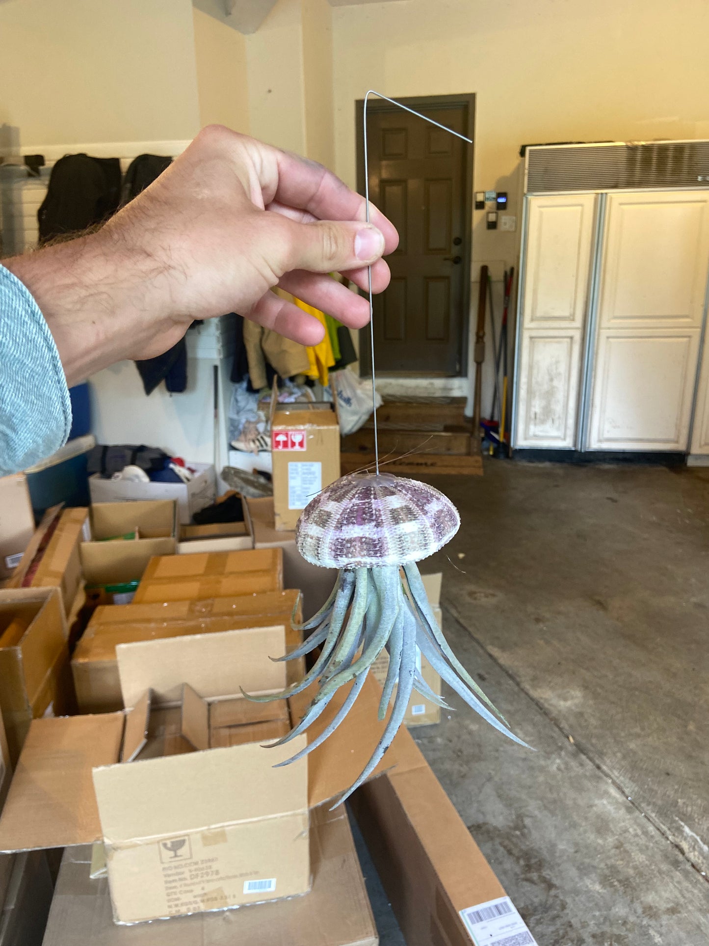 Small Jellyfish Air Planter