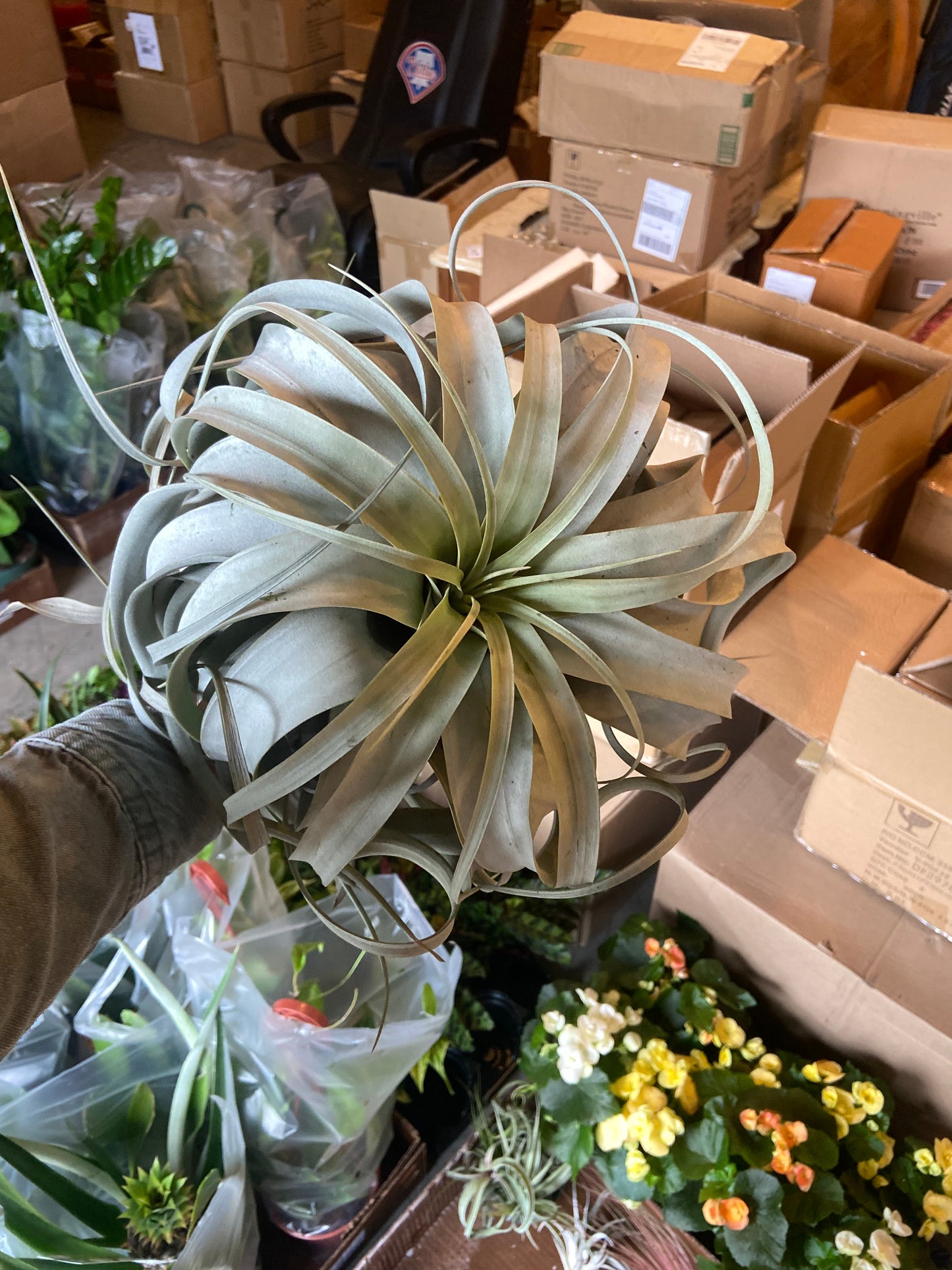 Extra Large Xeropraphica