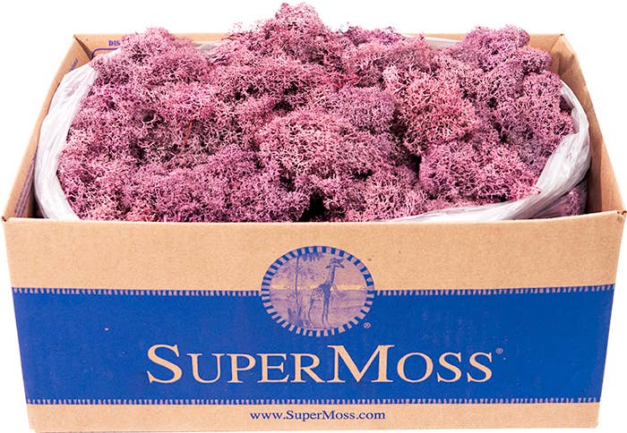 Reindeer Moss Preserved 3lb Bulk Box: Chartreuse