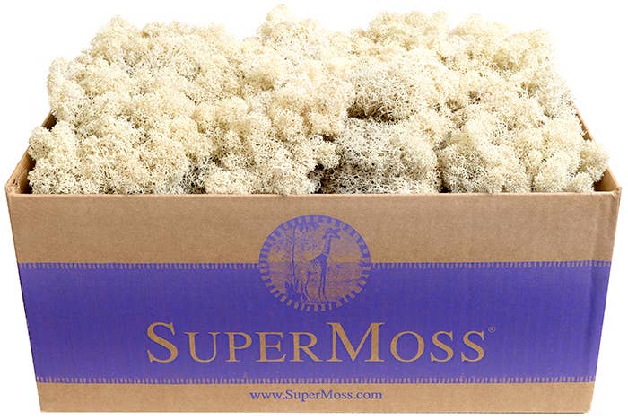 Reindeer Moss Preserved 3lb Bulk Box: Chartreuse