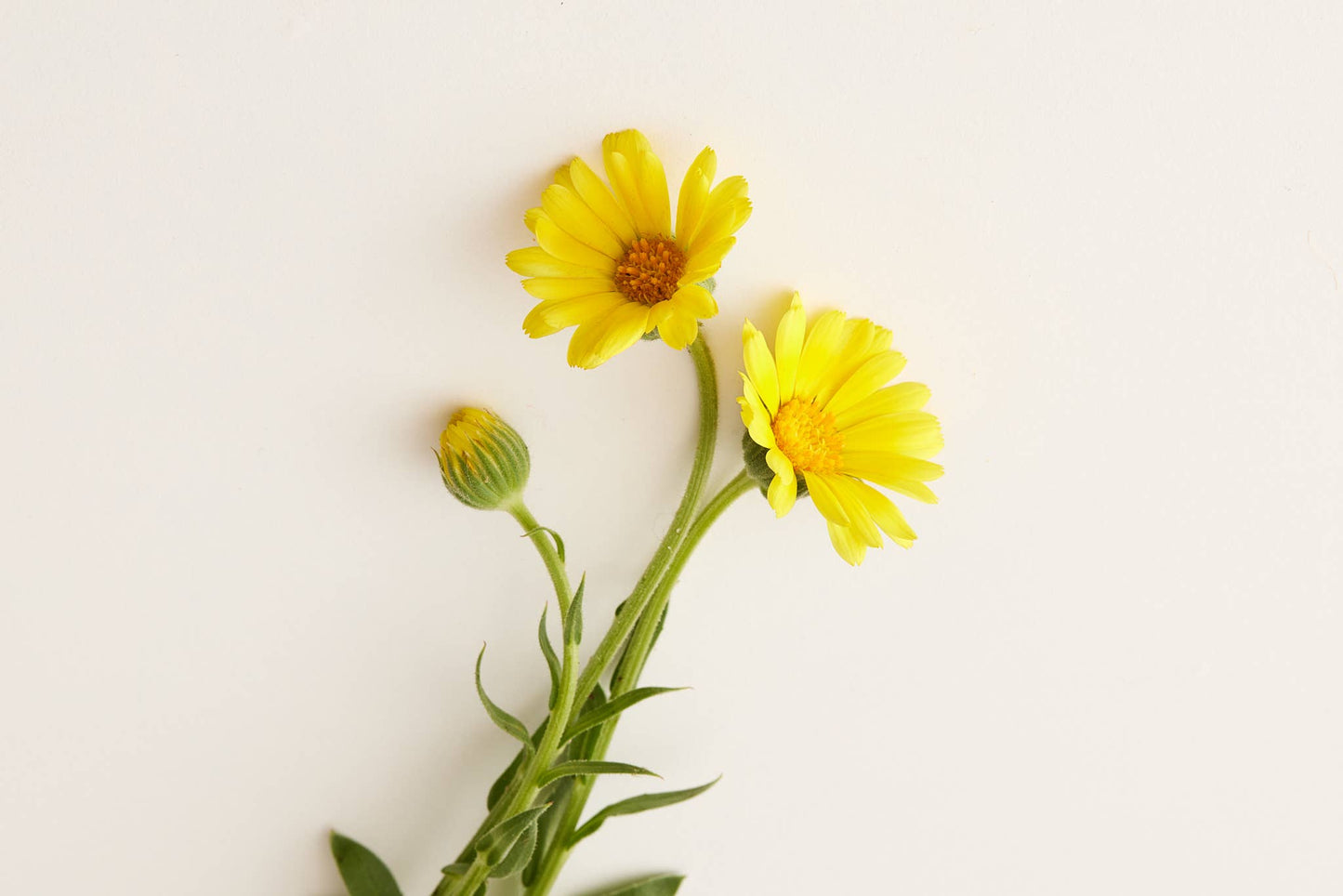 SERENITY CONDITIONER 8 oz glass