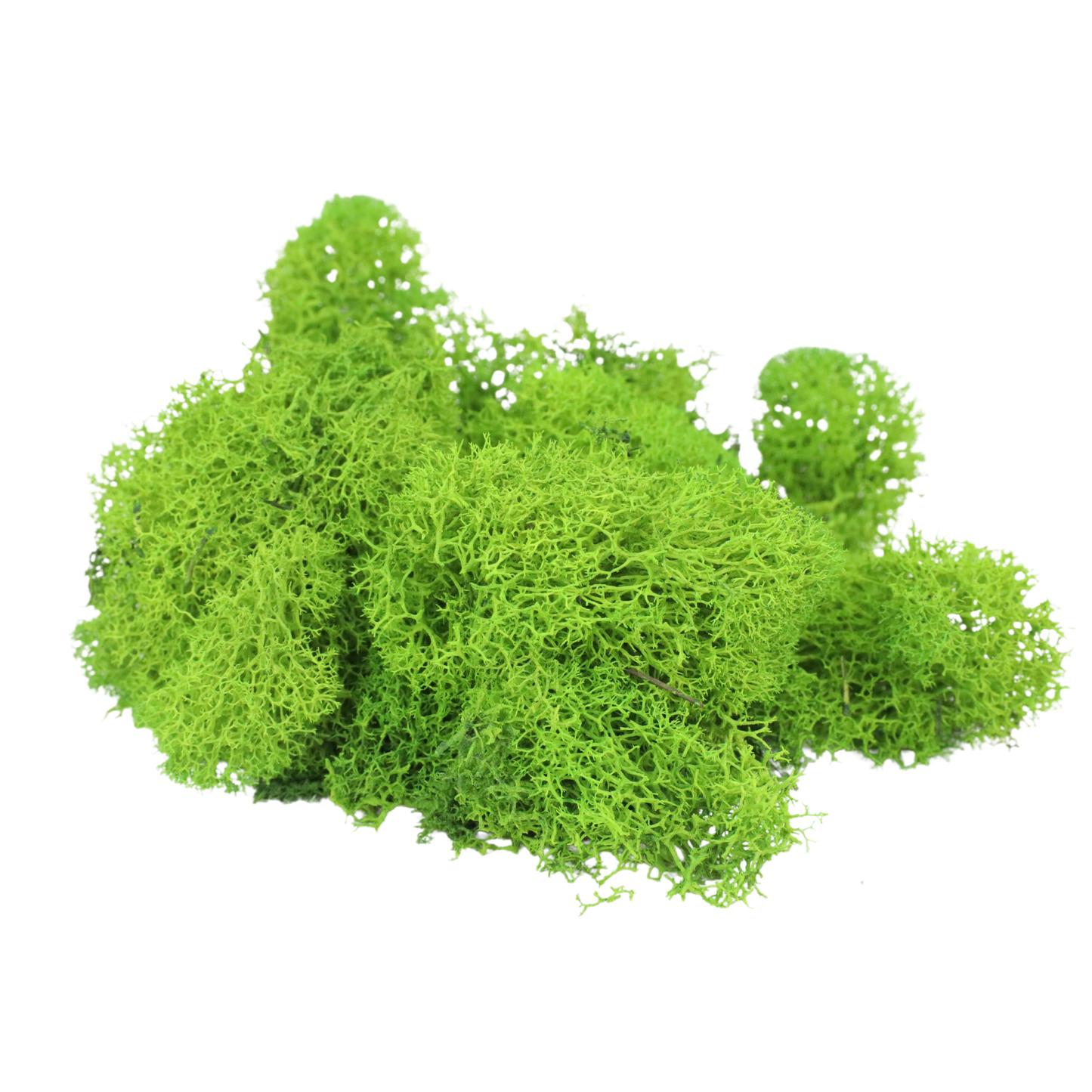 Premium Reindeer Moss - Small Bag: Kiwi