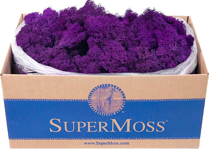 Reindeer Moss Preserved 3lb Bulk Box: Chartreuse