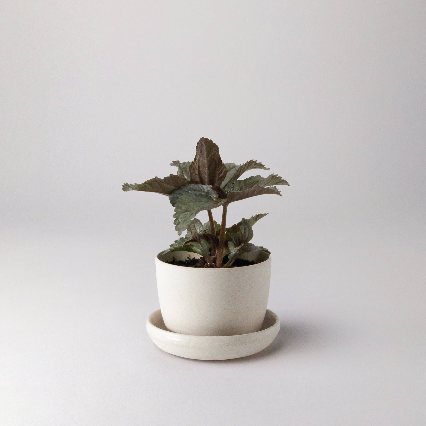 Bamboo Fibre Mini Planter Pot (White)