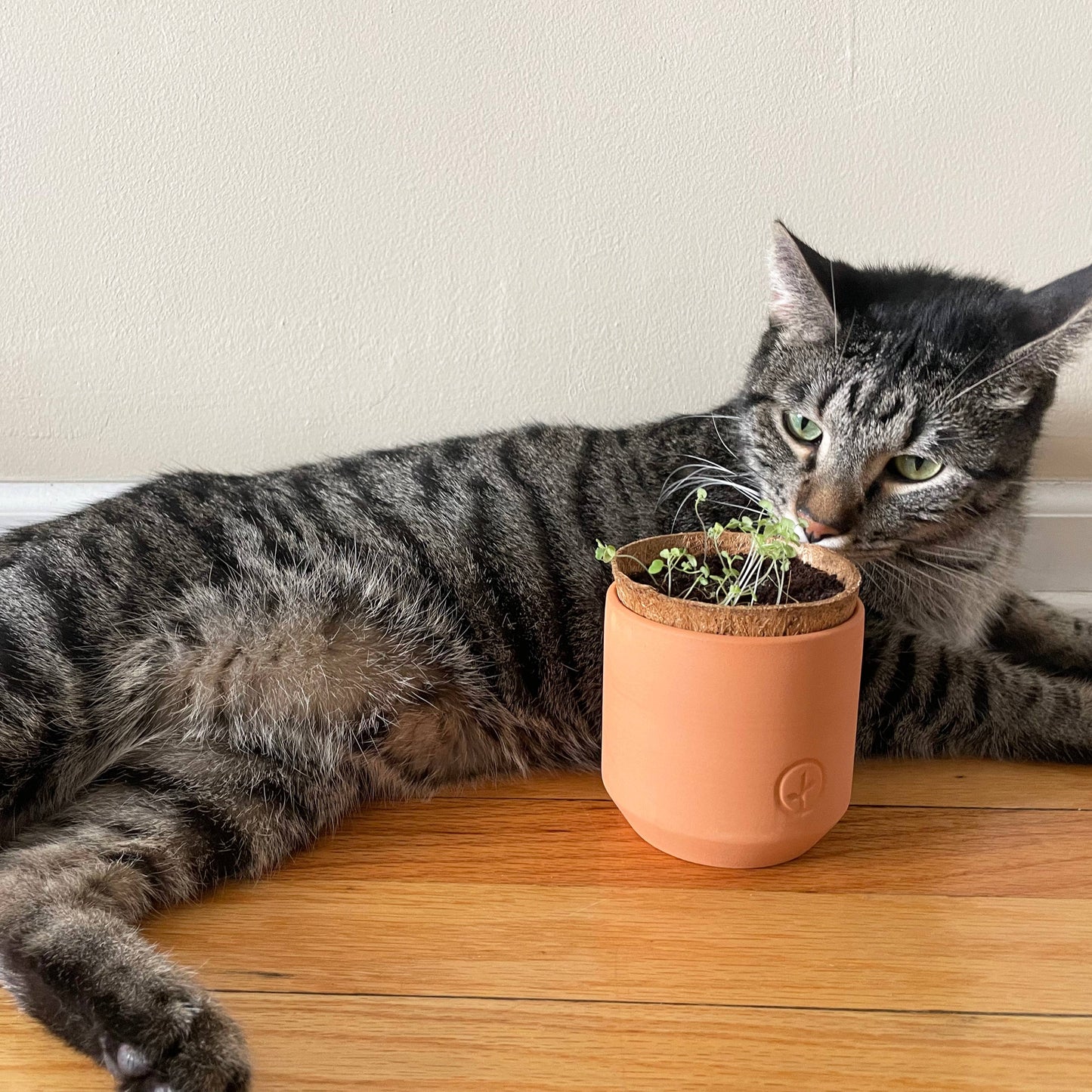 Tiny Terracotta Pet Grow Kits: Good Dog Greens