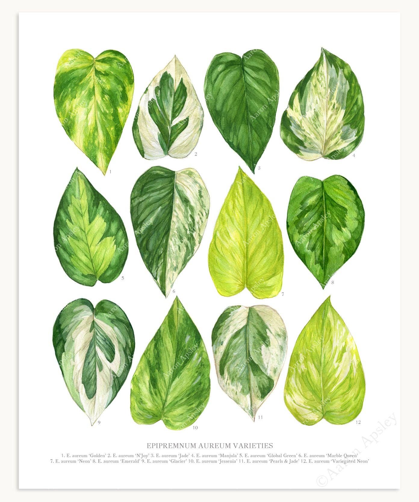 Epipremnum aureum Varieties Print: 8"x10"