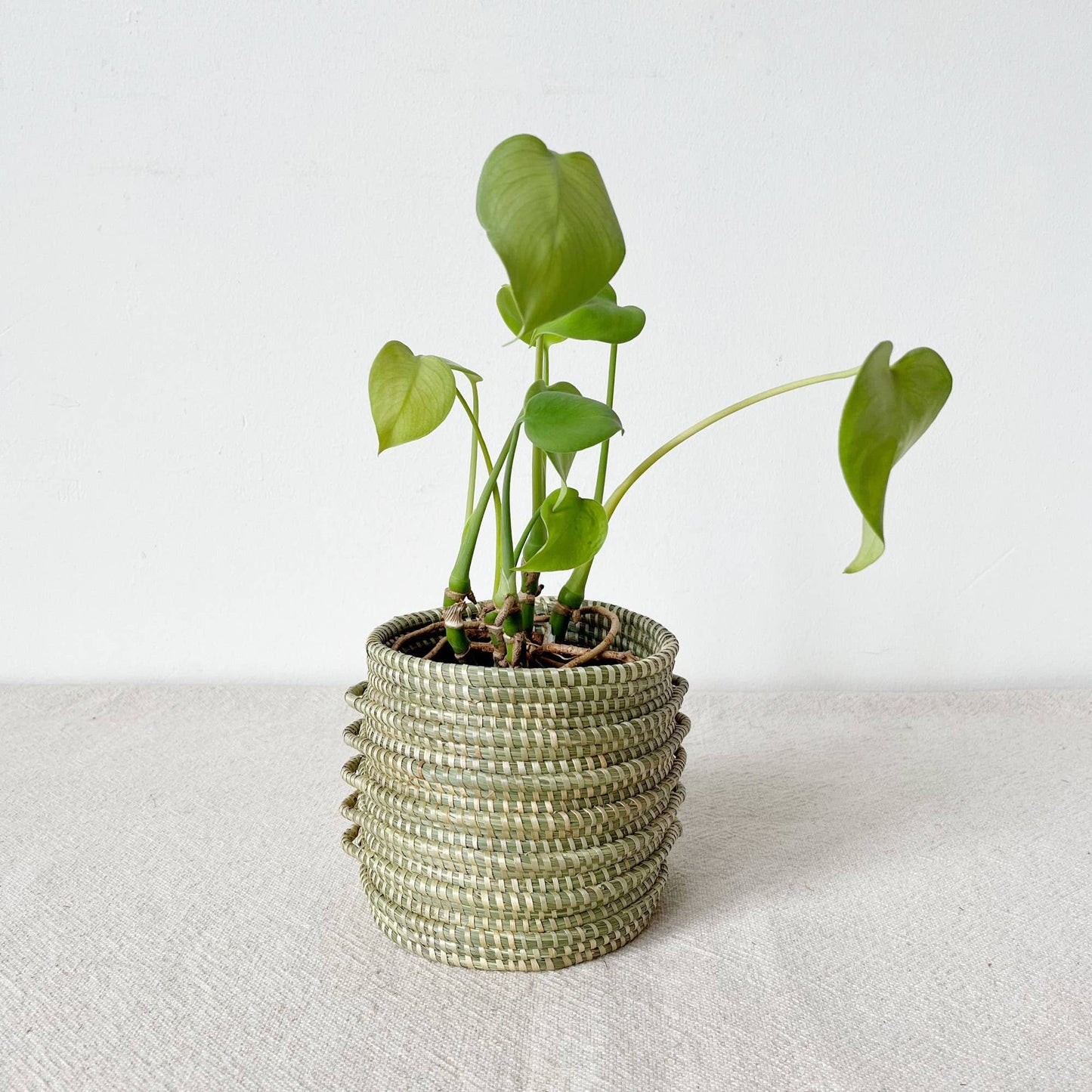 Sweetgrass Plant Basket: Kupanua: Large