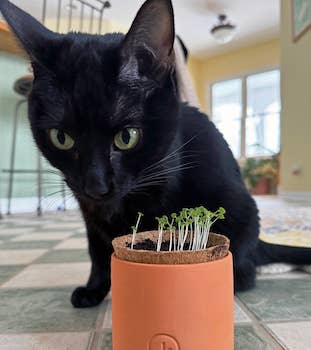 Tiny Terracotta Pet Grow Kits: Good Dog Greens