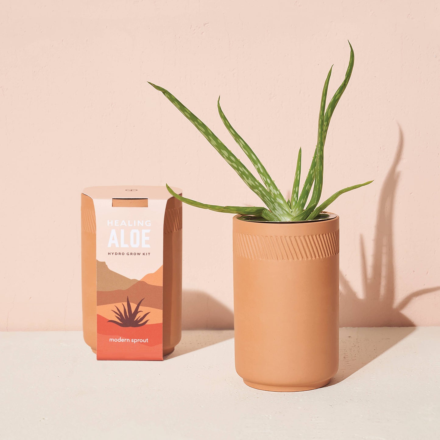 Terracotta Grow Kit: Desert Rose Bonsai