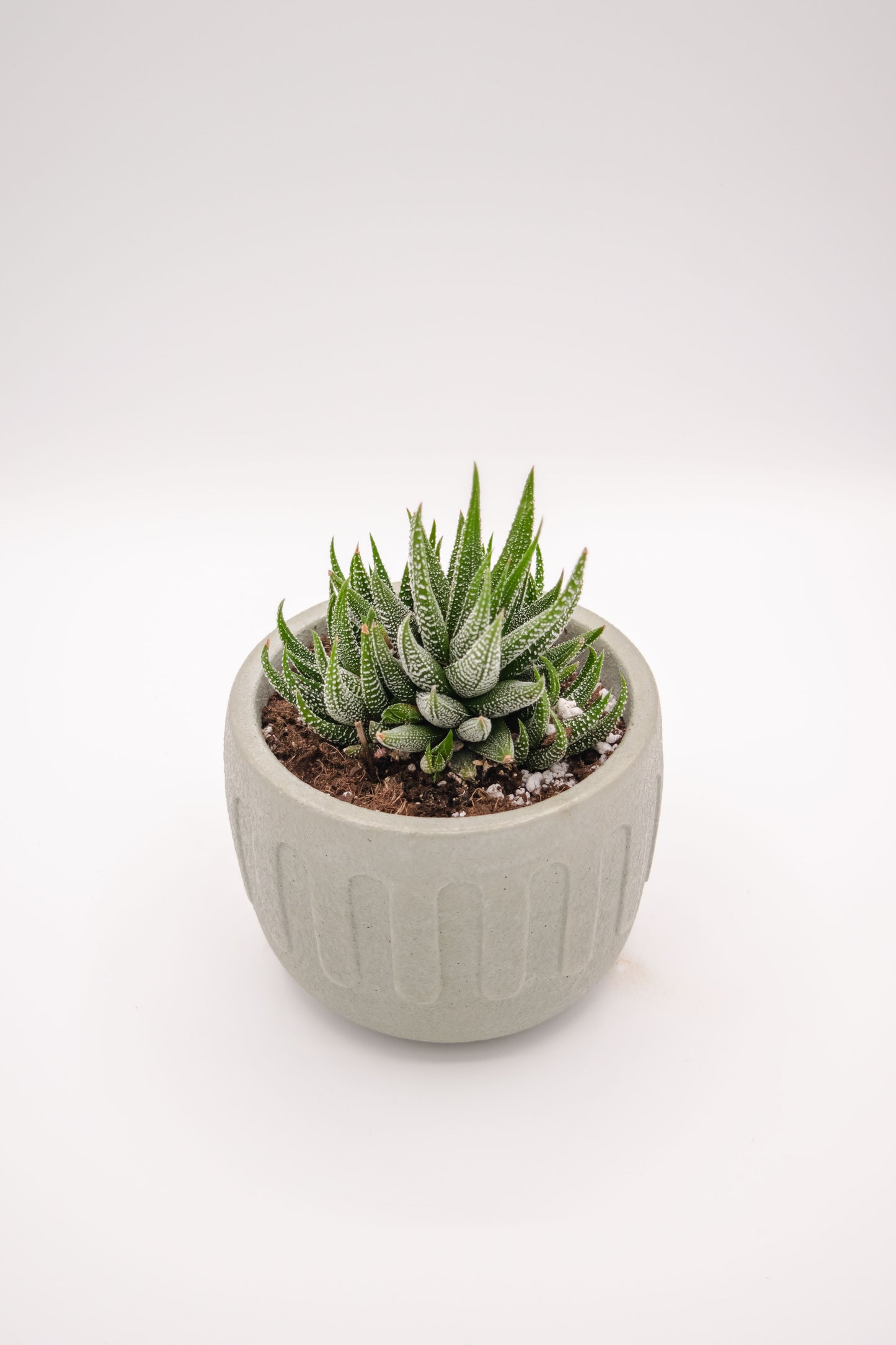 5" Mizo Planter