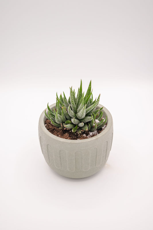 5" Mizo Planter